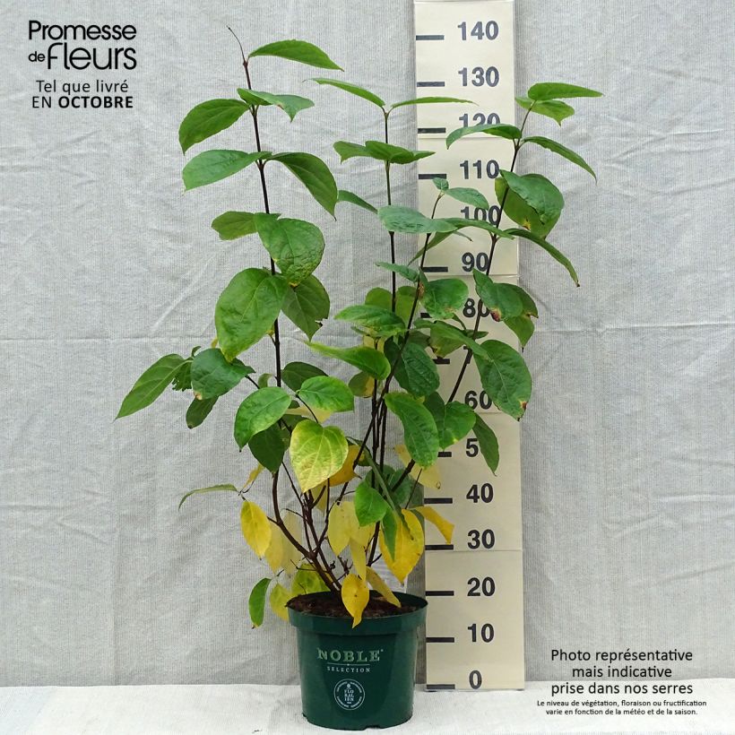 Amostra de Calycanthus raulstonii Hartlage Wine Vaso de 7,5 L/10 L tal como entregue no outono