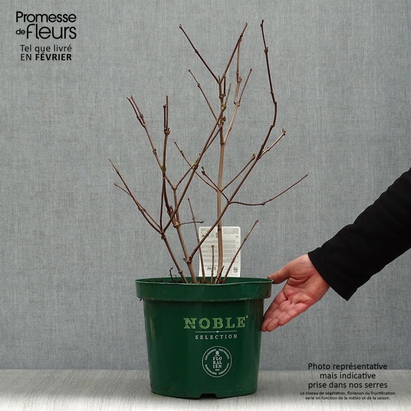 Amostra de Calycanthus raulstonii Hartlage Wine Vaso de 7,5 L/10 L tal como entregue no inverno