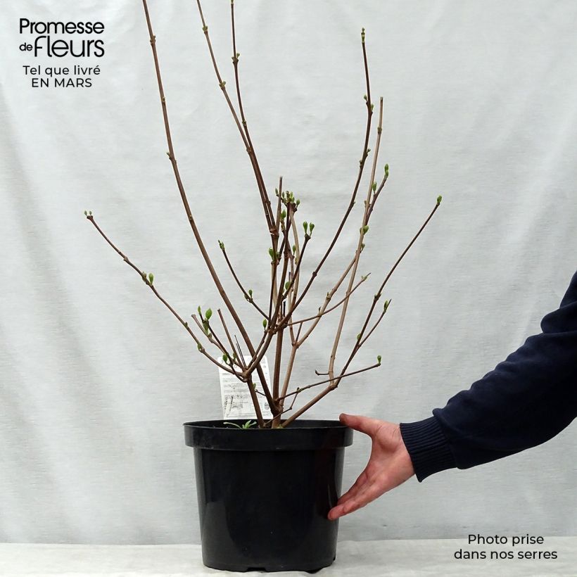 Amostra de Calycanthus raulstonii Hartlage Wine Vaso de 7,5 L/10 L tal como entregue na primavera