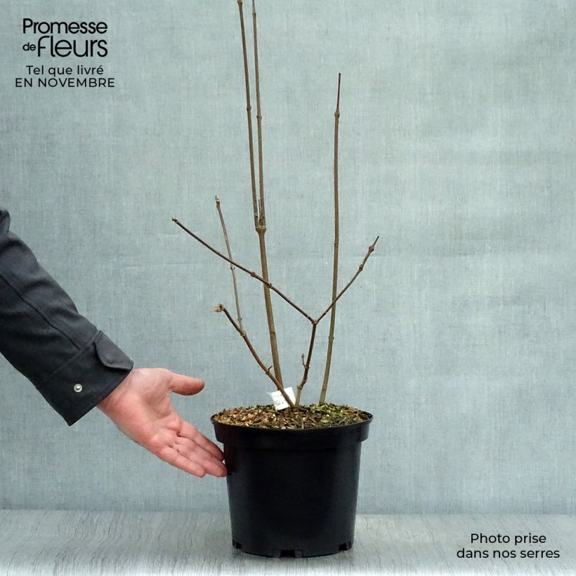 Amostra de Calycanthus raulstonii Hartlage Wine Vaso de 3 L/4 L tal como entregue no outono