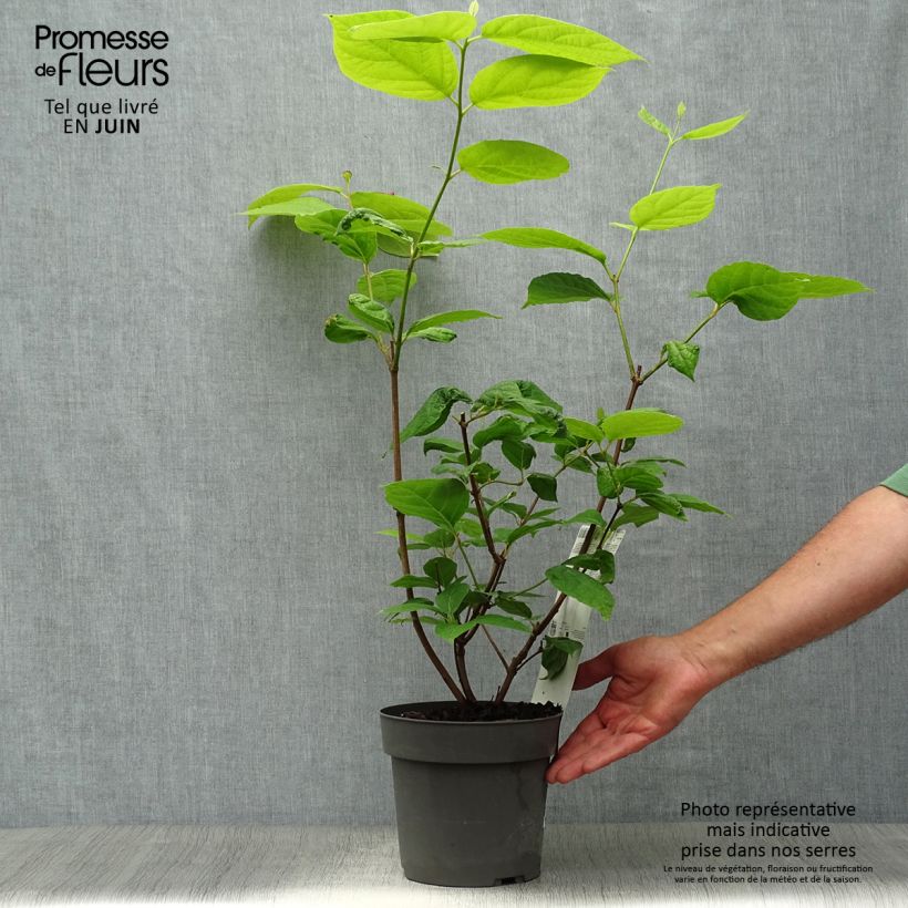 Amostra de Calycanthus raulstonii Hartlage Wine Vaso de 3 L/4 L tal como entregue no verão