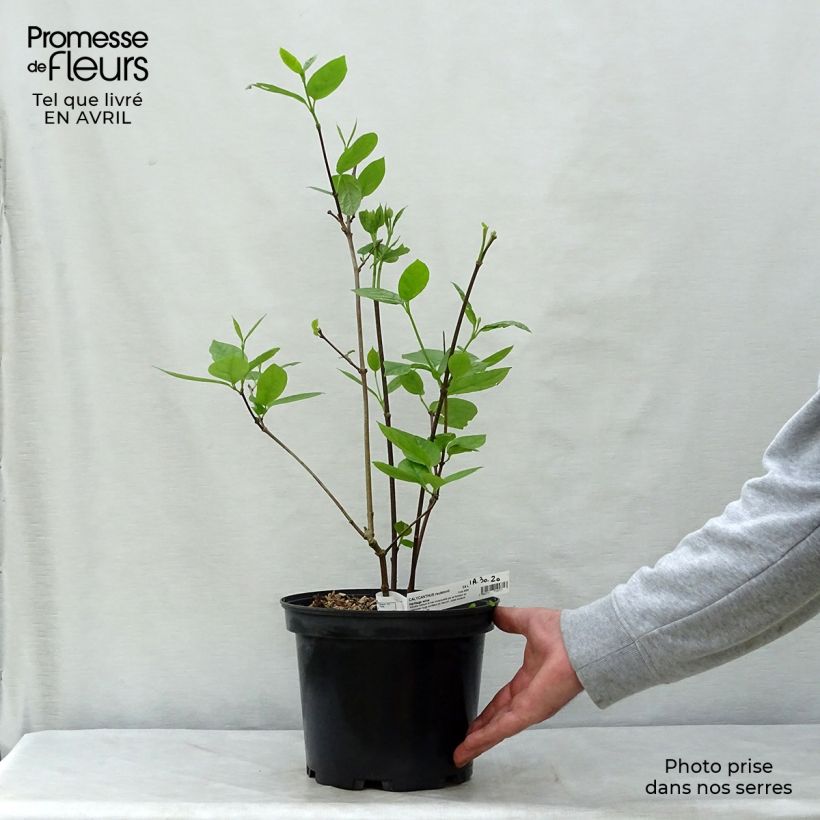 Amostra de Calycanthus raulstonii Hartlage Wine Vaso de 3 L/4 L tal como entregue na primavera