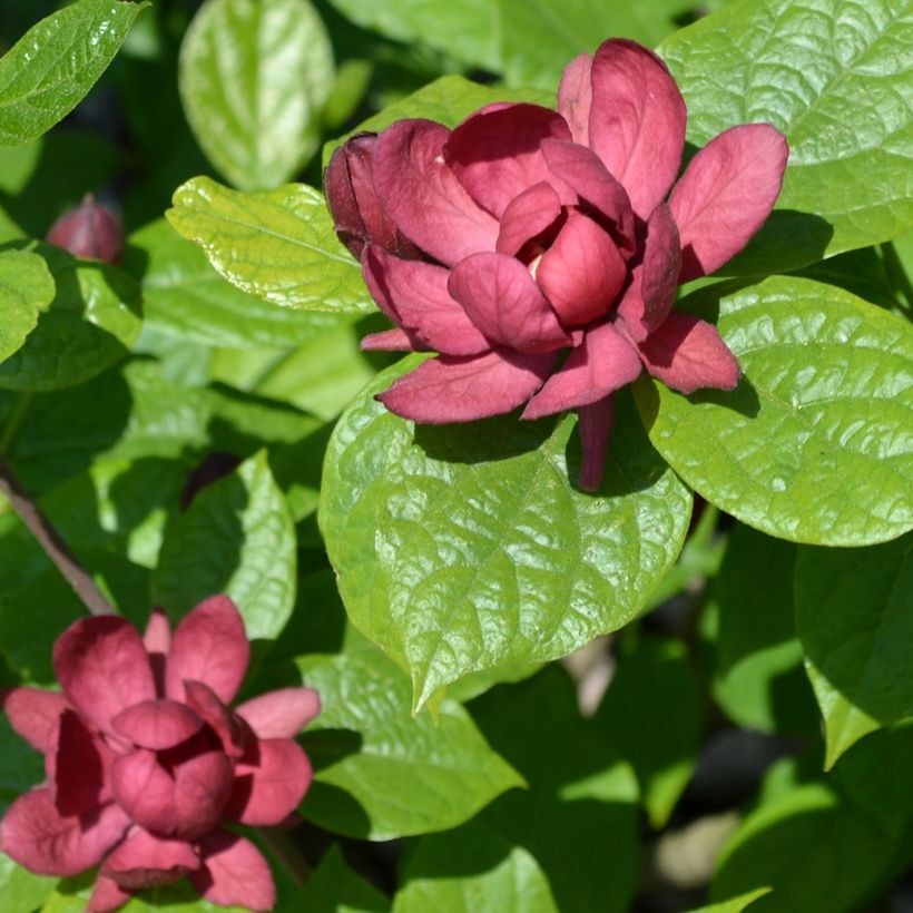 Calycanthus raulstonii Hartlage Wine (Floração)