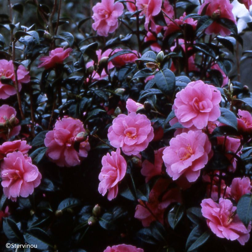 Camélia Inspiration (Hábito)