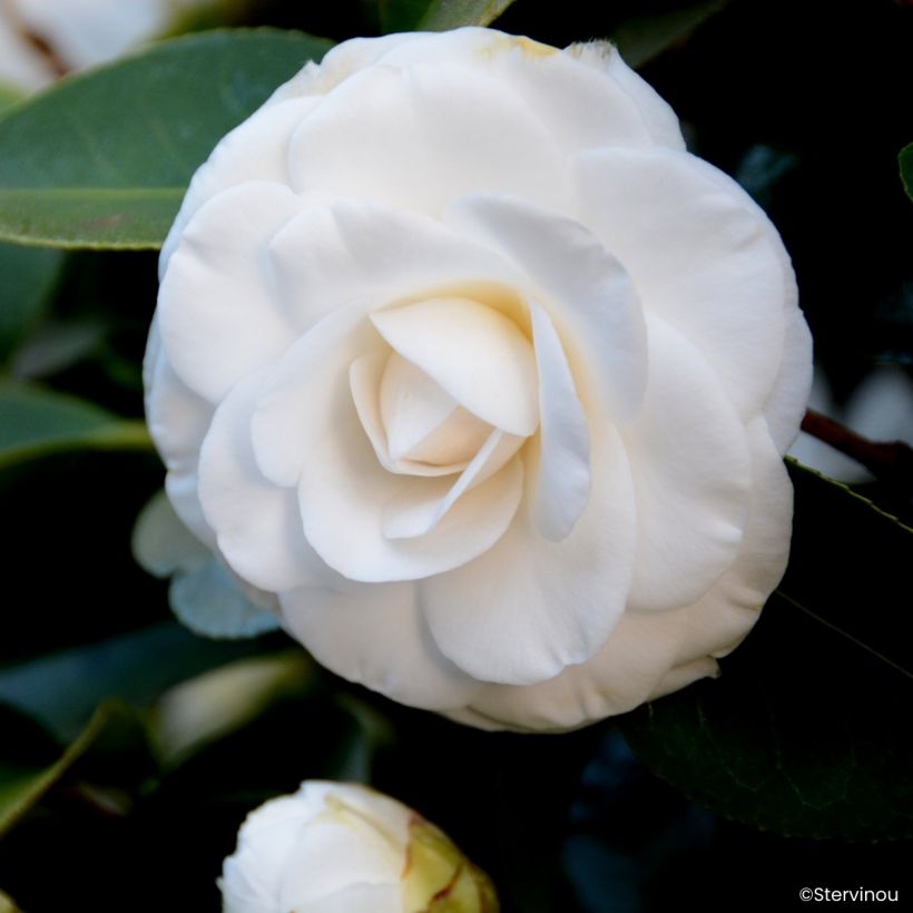 Camélia japonica Janet Waterhouse (Floração)