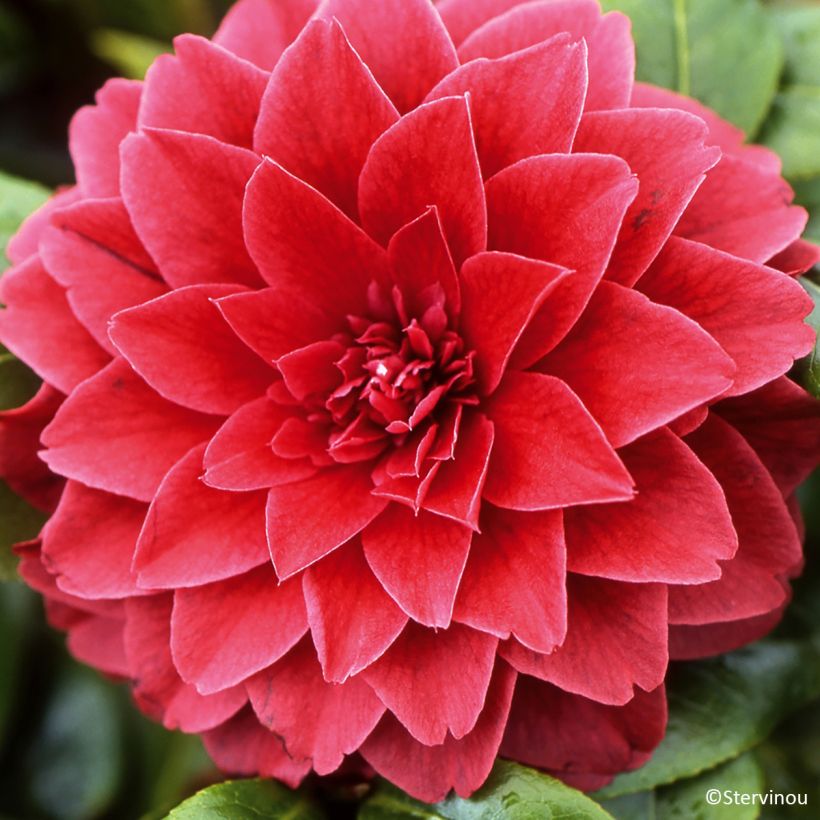 Camélia japonica Manuroa Road' (Floração)