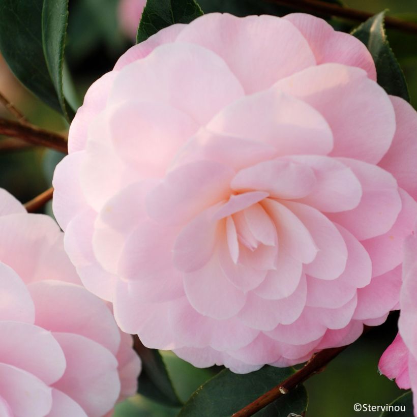 Camélia Mimosa Jury (Floração)