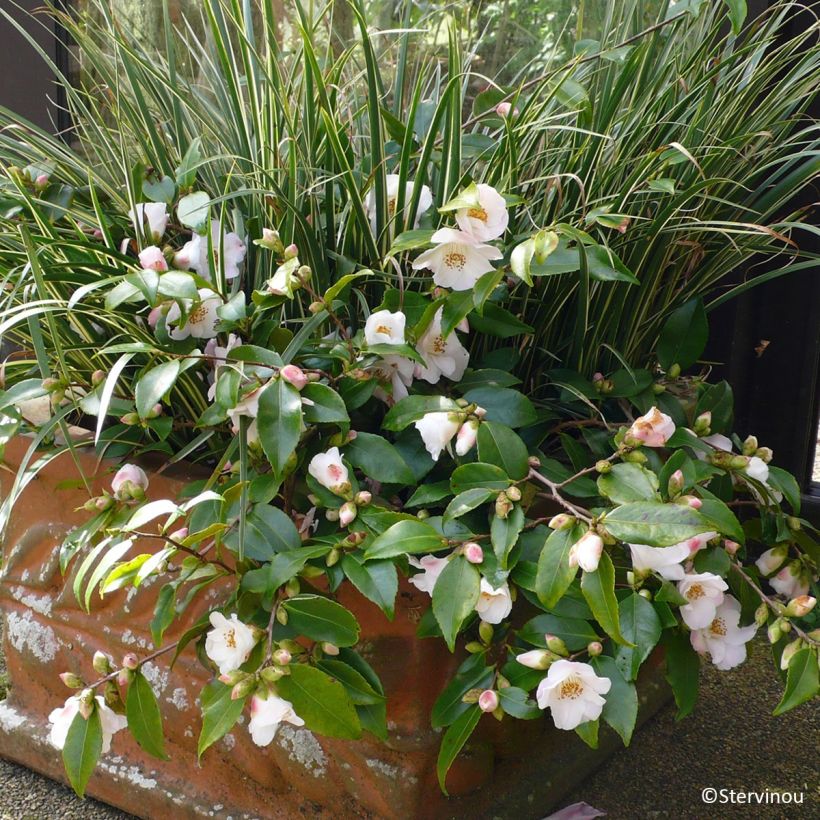 Camélia lutchuensis Quintessence (Hábito)