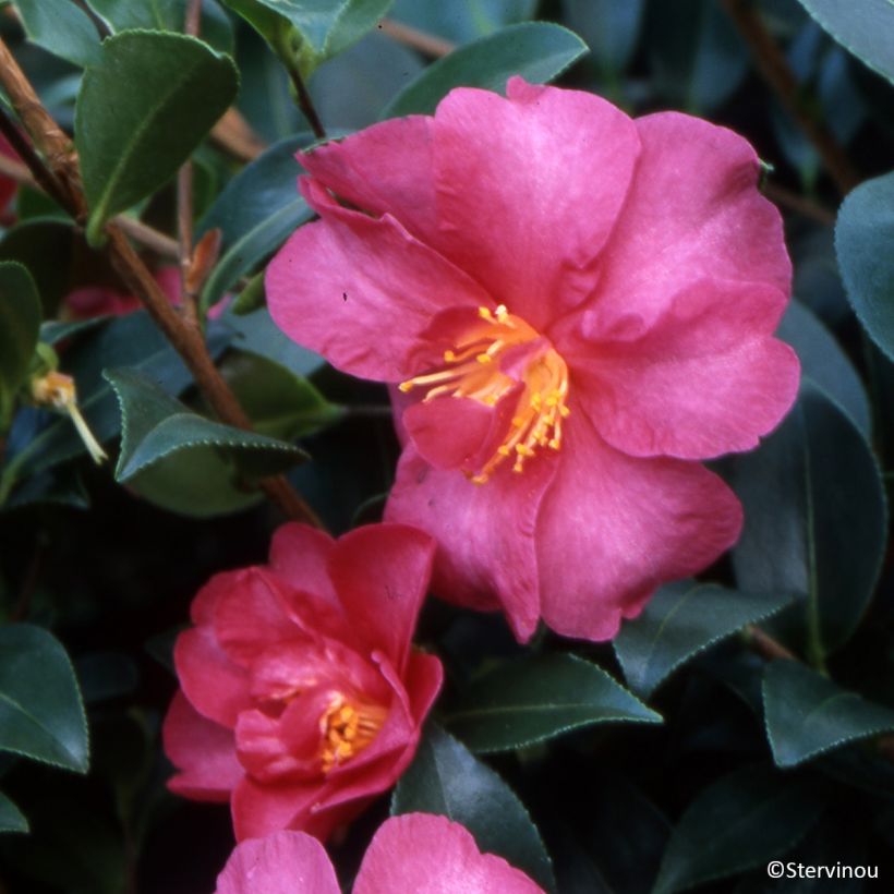 Camellia Hiryu (Floração)