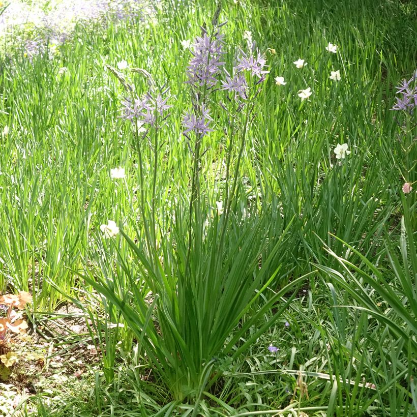 Camássia leichtlinii Caerulea (Hábito)
