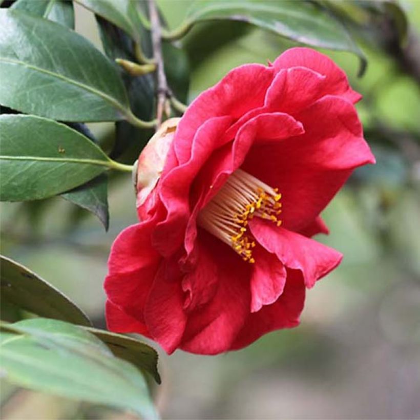 Camélia japonica Adolphe Audusson (Floração)
