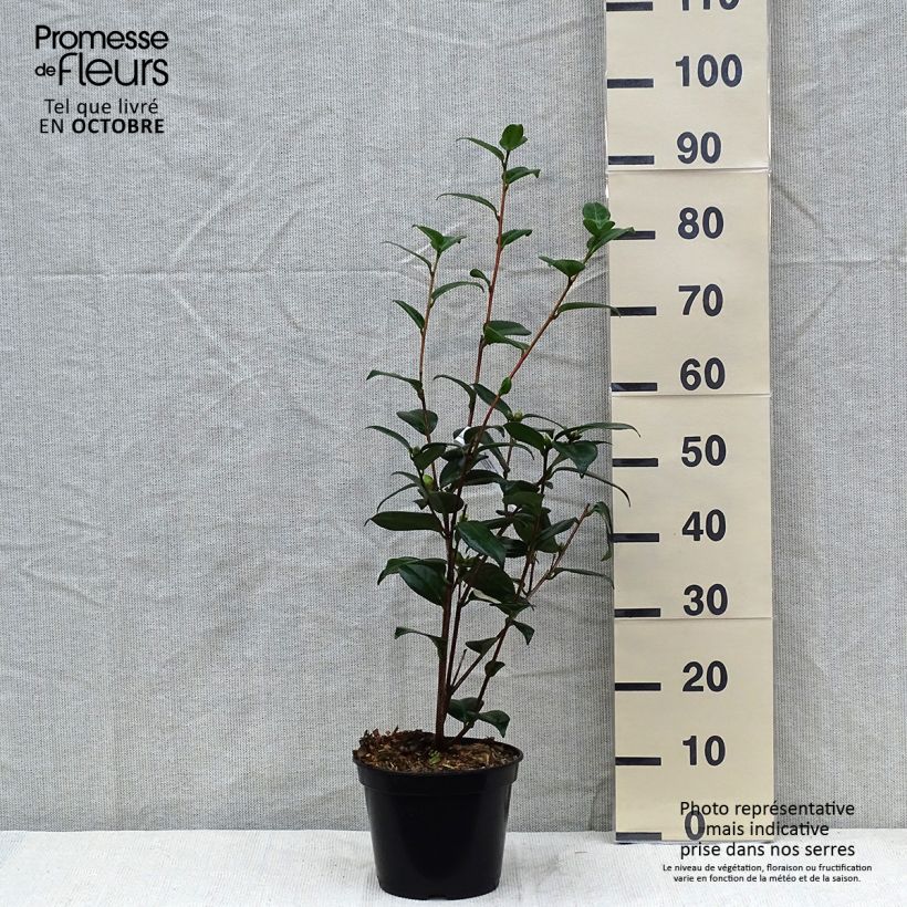 Amostra de Camélia japonica Adolphe Audusson Vaso de 4 L/5 L tal como entregue no outono