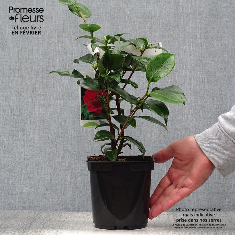 Amostra de Camélia japonica Blood of China Vaso de 2 L/3 L tal como entregue no outono