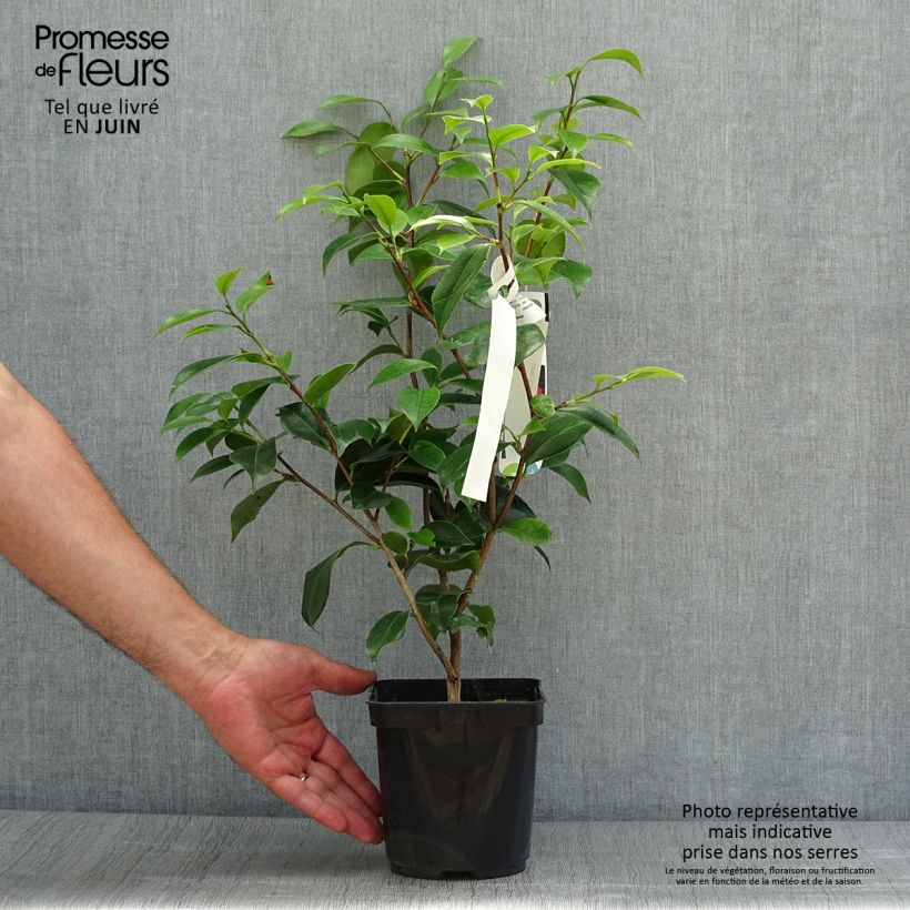 Amostra de Camélia japonica Blood of China Vaso de 2 L/3 L tal como entregue no verão