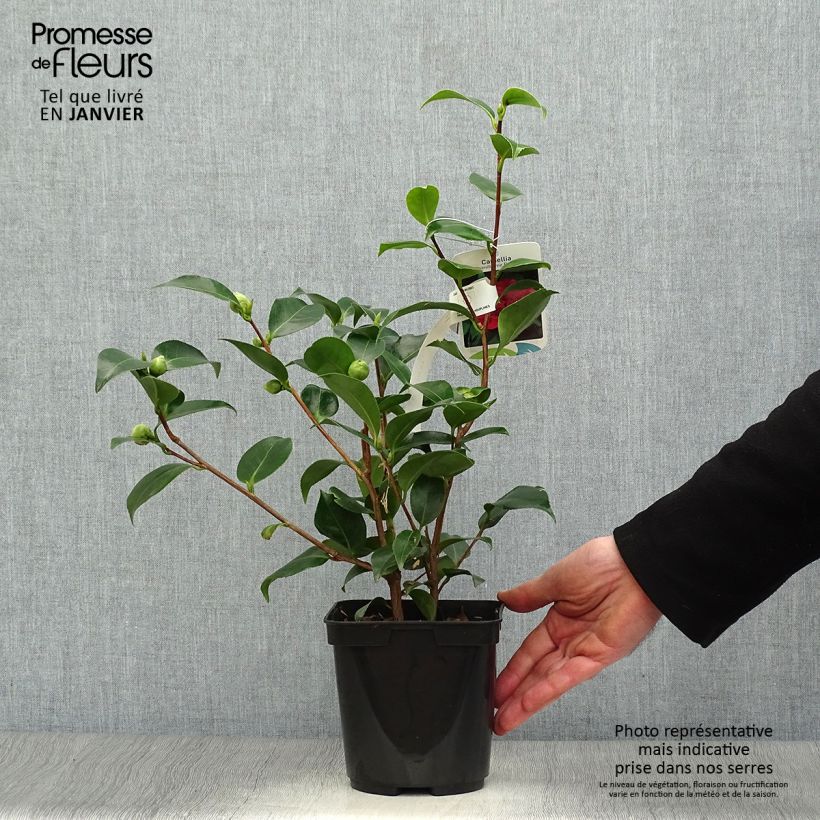 Amostra de Camélia Blood of China - Camellia japonica Vaso de 2 L/3 L tal como entregue no inverno
