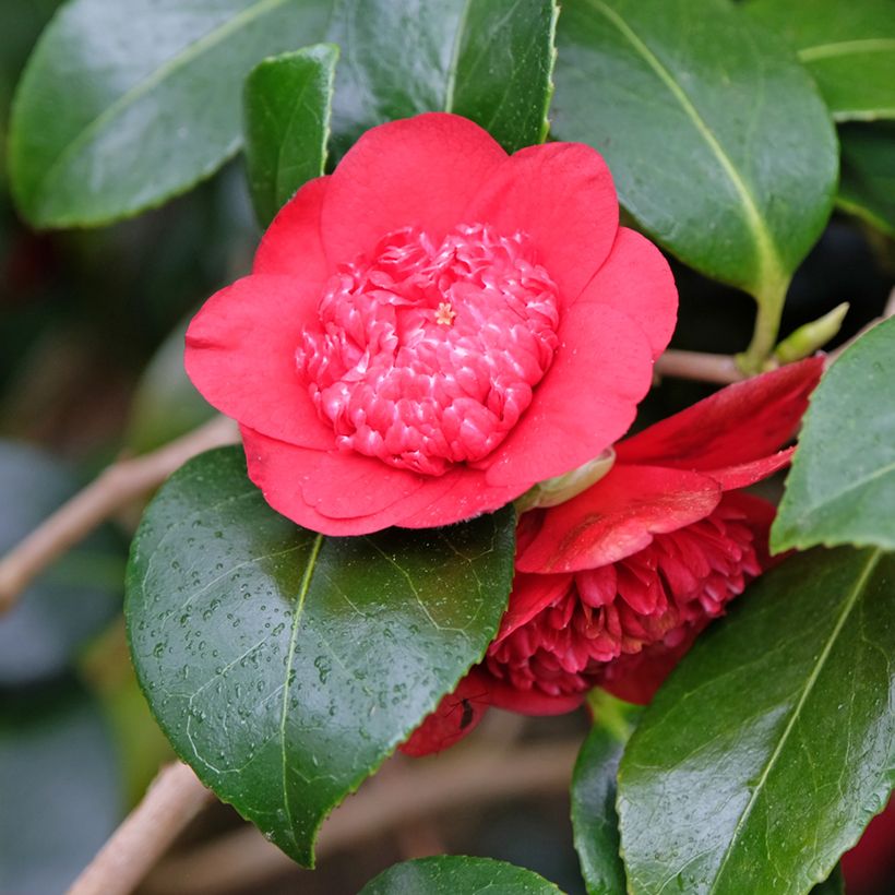 Camélia japonica Bob's Tinsie (Floração)