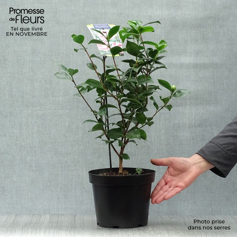 Amostra de Camélia japonica Bonomiana Vaso de 3 L/4 L tal como entregue no outono