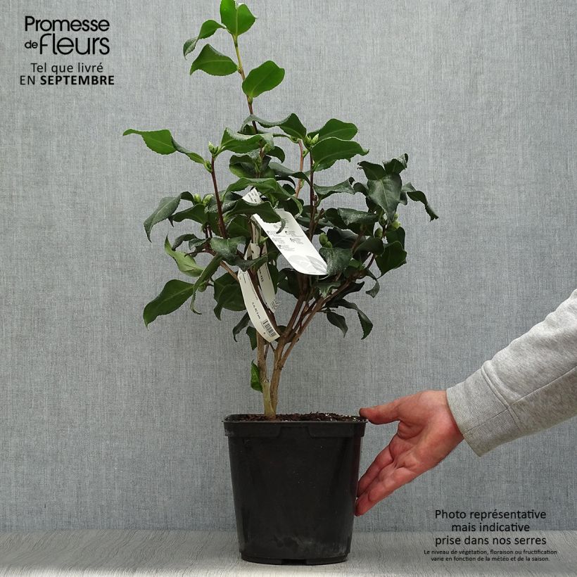 Amostra de Camélia japonica Dainty California Vaso de 2 L/3 L tal como entregue no outono