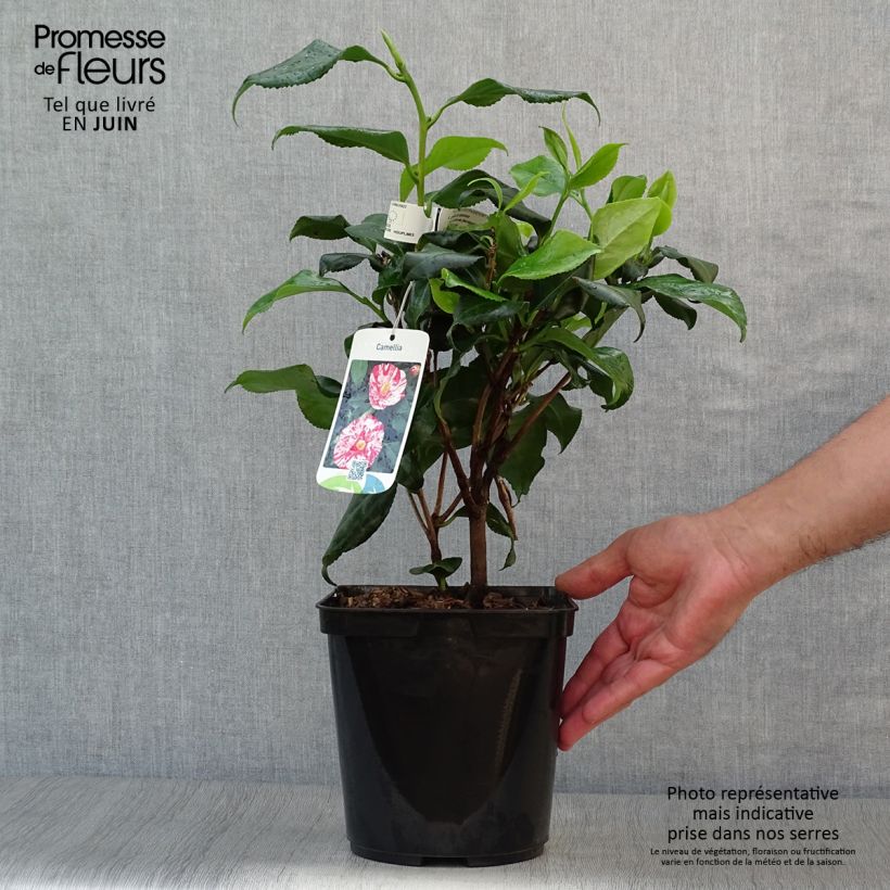 Amostra de Camélia japonica Dainty California Vaso de 2 L/3 L tal como entregue no verão