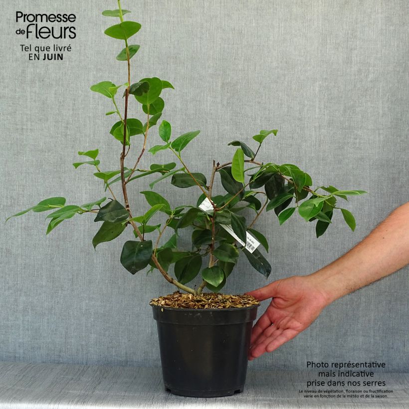 Amostra de Camélia japonica de Higo Fuji Vaso de 4 L/5 L tal como entregue no verão