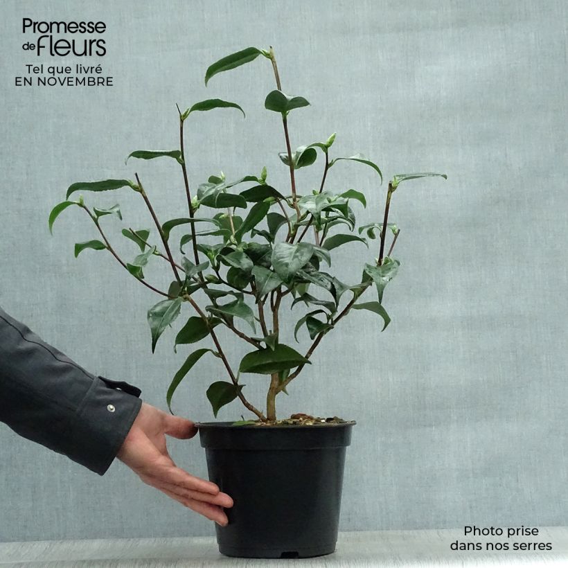 Amostra de Camélia japonica Hagoromo Vaso de 4 L/5 L tal como entregue no outono