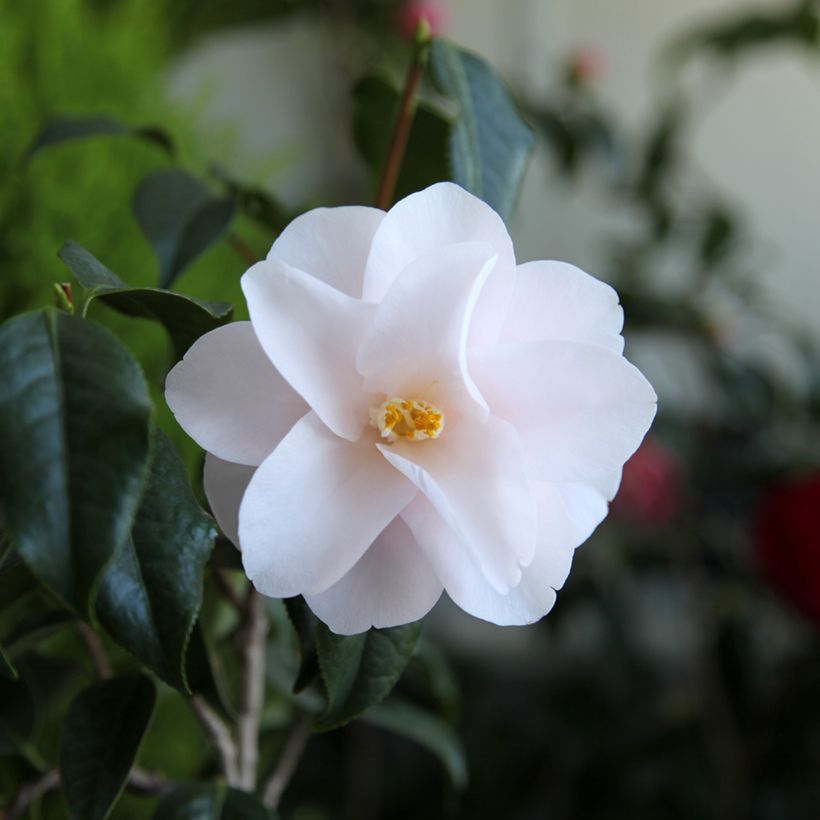 Camélia japonica Hagoromo (Floração)