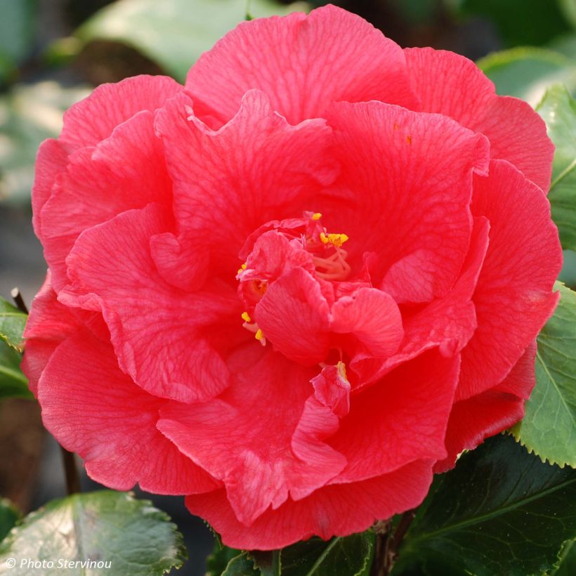 Camélia japonica Holly Bright (Floração)