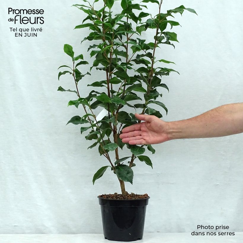 Amostra de Camélia japonica Holly Bright Vaso de 4 L/5 L tal como entregue no verão