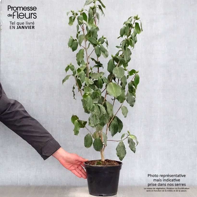 Amostra de Camelia Holly Bright - Camellia japonica Vaso de 4 L/5 L tal como entregue no inverno