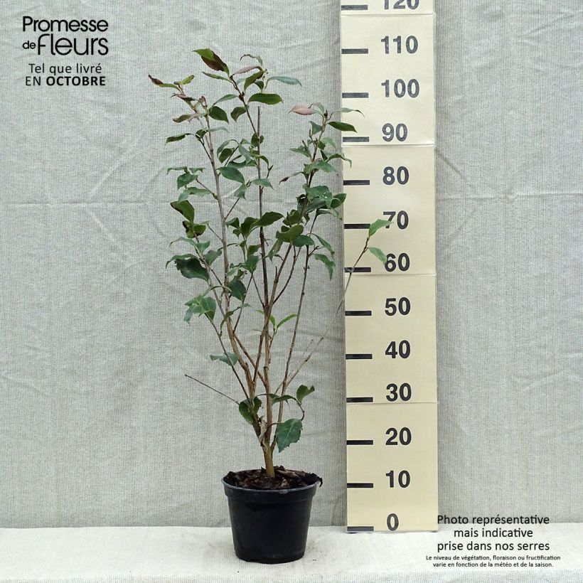 Amostra de Camélia japonica Holly Bright Vaso de 4 L/5 L tal como entregue no outono
