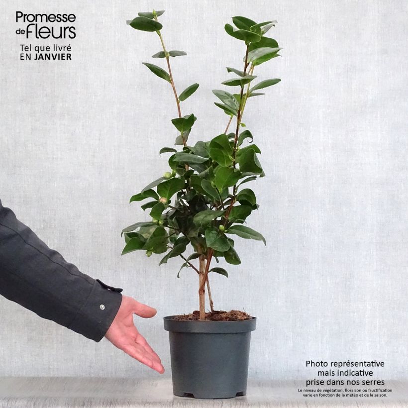 Amostra de Camélia Lady Campbell - Camellia japonica Vaso de 3 L/4 L tal como entregue no inverno