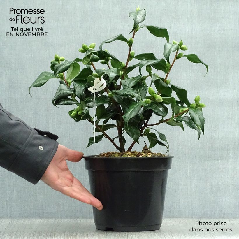 Amostra de Camélia japonica Lady Vansittart Vaso de 3 L/4 L tal como entregue no outono