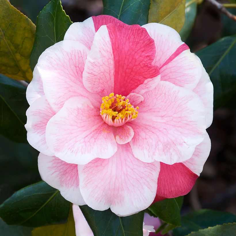 Camélia japonica Lady Vansittart (Floração)