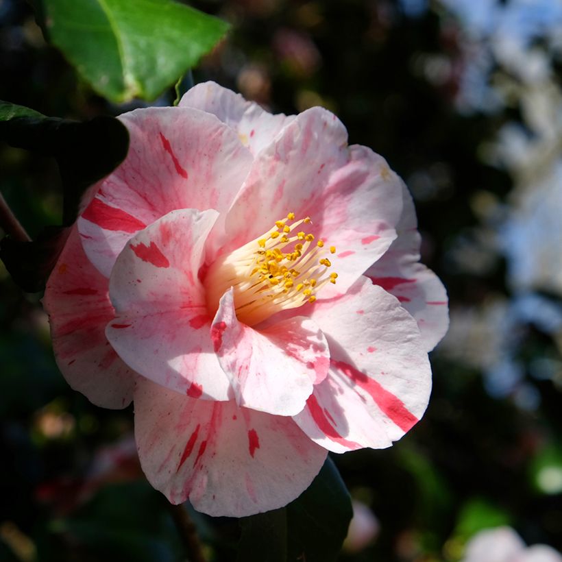Camélia japonica Lavinia Maggi (Floração)