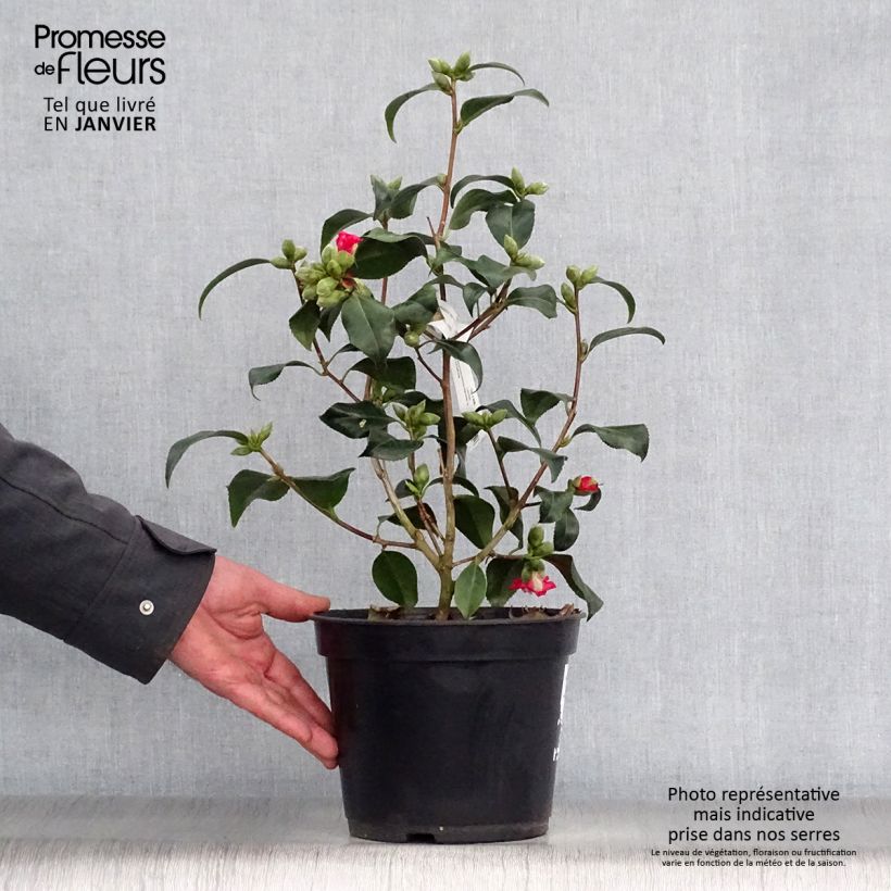 Amostra de Camélia Lipstick - Camellia japonica Vaso de 4 L/5 L tal como entregue no inverno