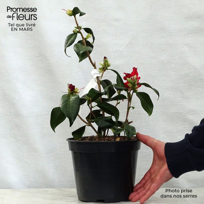 Amostra de Camélia japonica Lipstick Vaso de 4 L/5 L tal como entregue na primavera