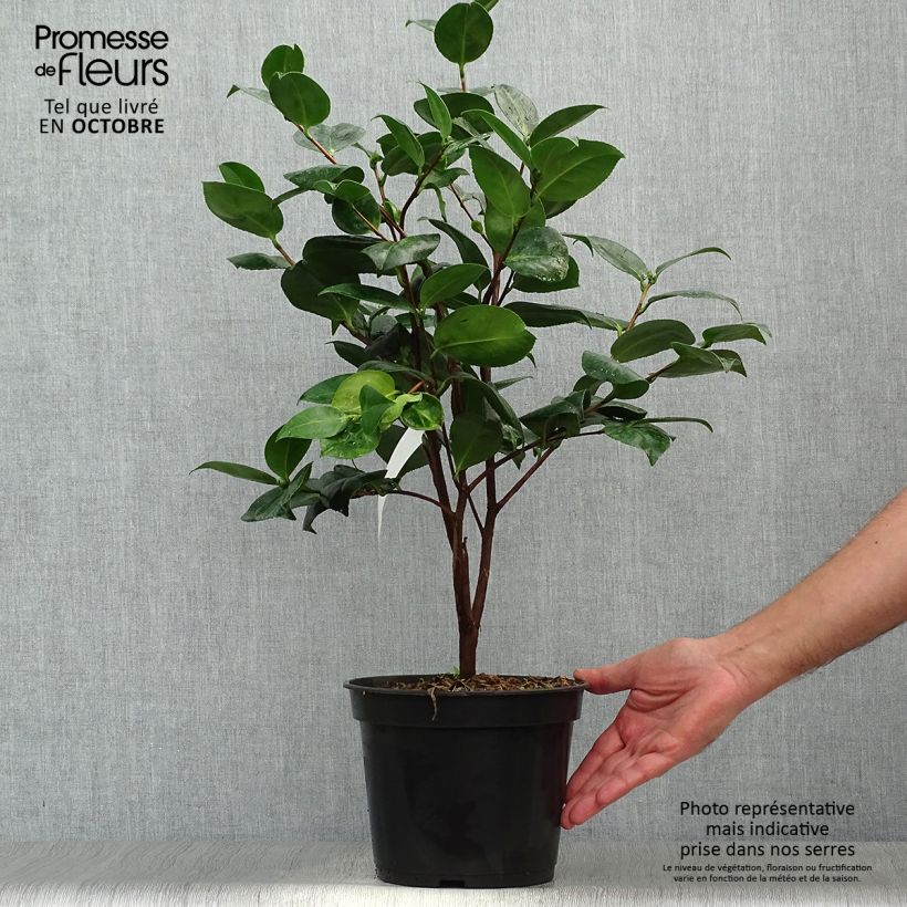 Amostra de Camélia japonica Margaret Davis Vaso de 3 L/4 L tal como entregue no outono