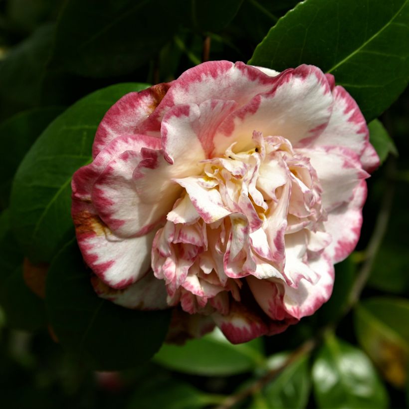 Camélia japonica Margaret Davis (Floração)