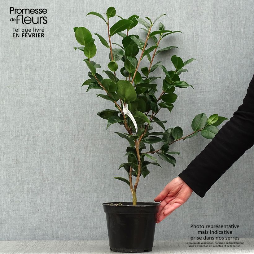 Amostra de Camélia Marie-Galante - Camellia japonica Vaso de 4 L/5 L tal como entregue no inverno