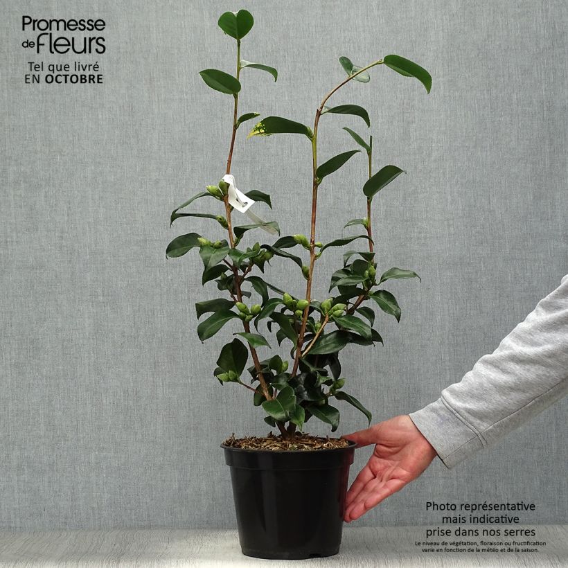Amostra de Camélia japonica Midnight Variegated Vaso de 4 L/5 L tal como entregue no outono