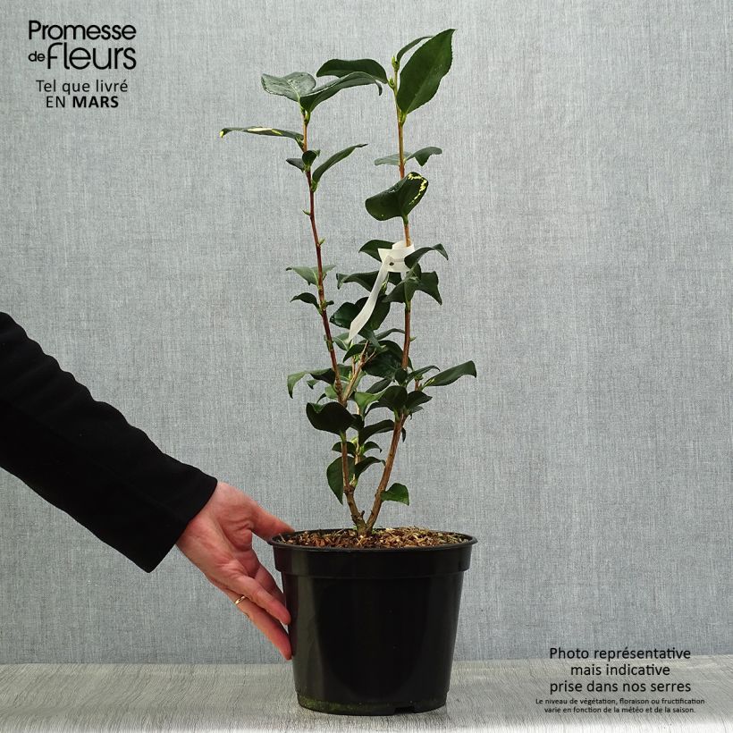 Amostra de Camélia japonica Midnight Variegated Vaso de 4 L/5 L tal como entregue na primavera