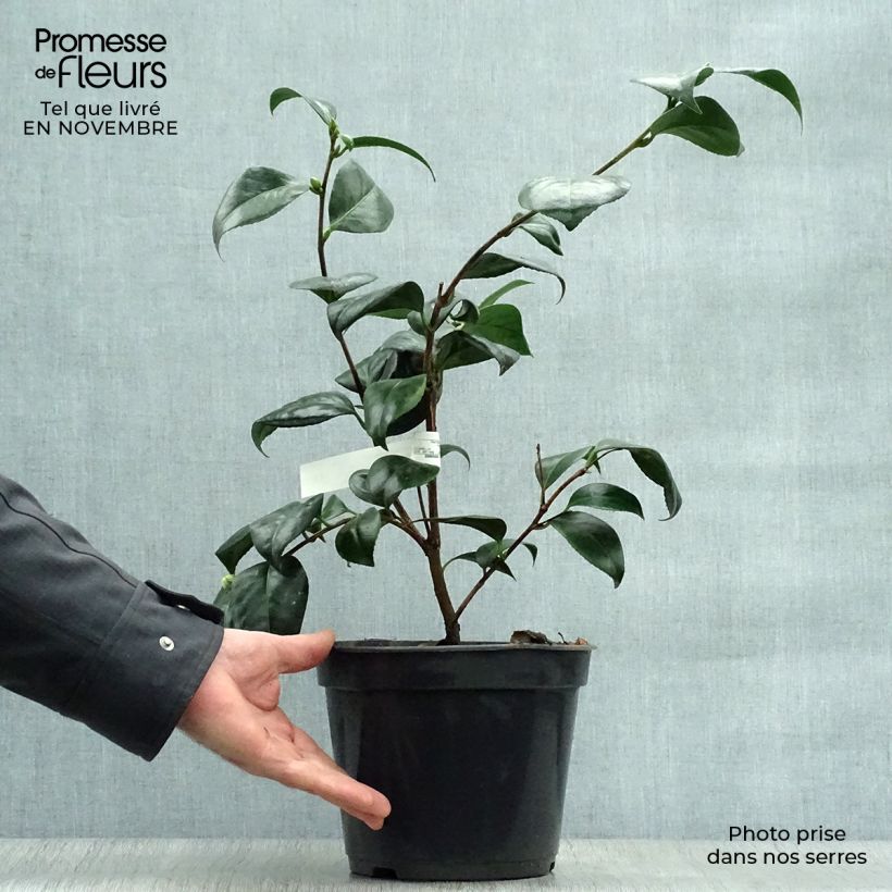 Amostra de Camélia japonica Montironi Vaso de 4 L/5 L tal como entregue no outono