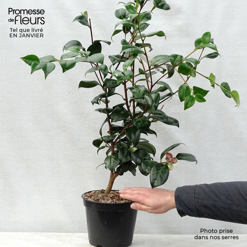 Amostra de Camélia Montironi - Camellia japonica Vaso de 4 L/5 L tal como entregue no inverno