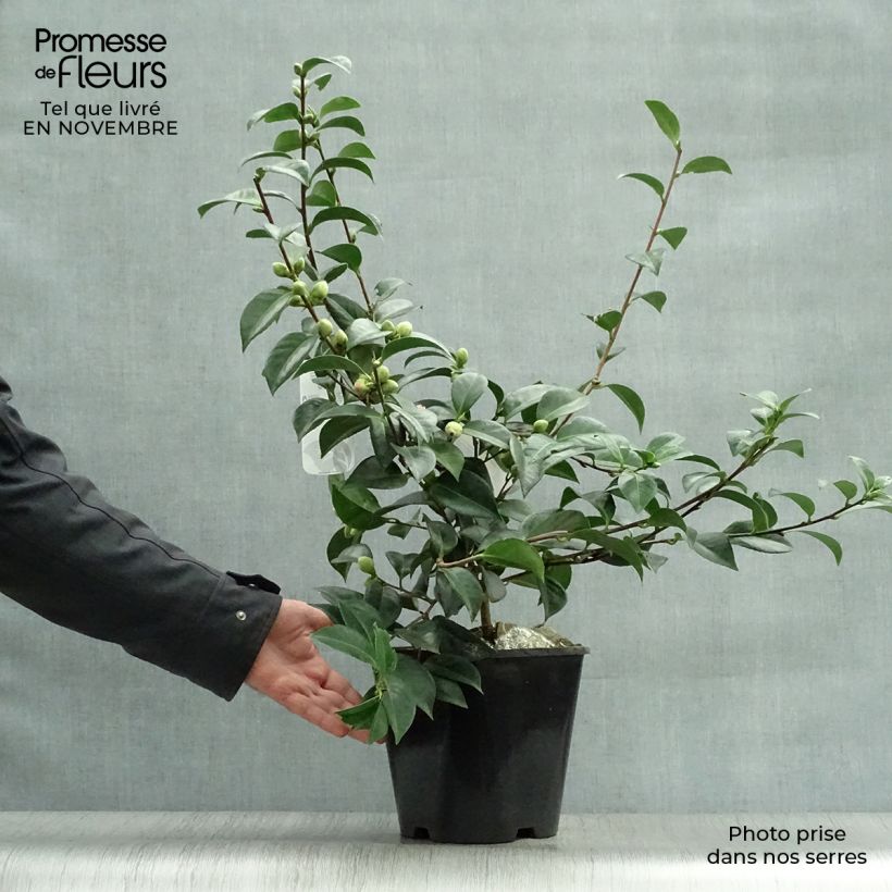 Amostra de Camélia japonica Mrs Tingley Vaso de 3 L/4 L tal como entregue no outono