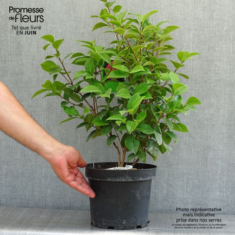 Amostra de Camélia japonica Mrs Tingley Vaso de 3 L/4 L tal como entregue no verão