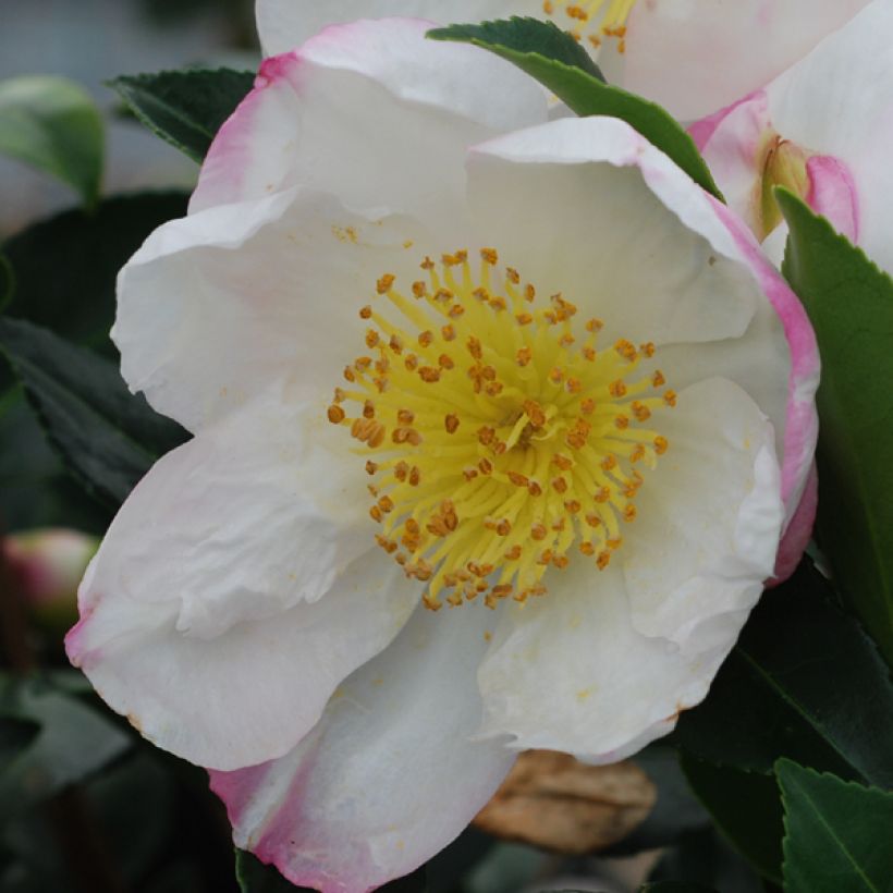 Camellia sasanqua Narumi Gaita (Floração)