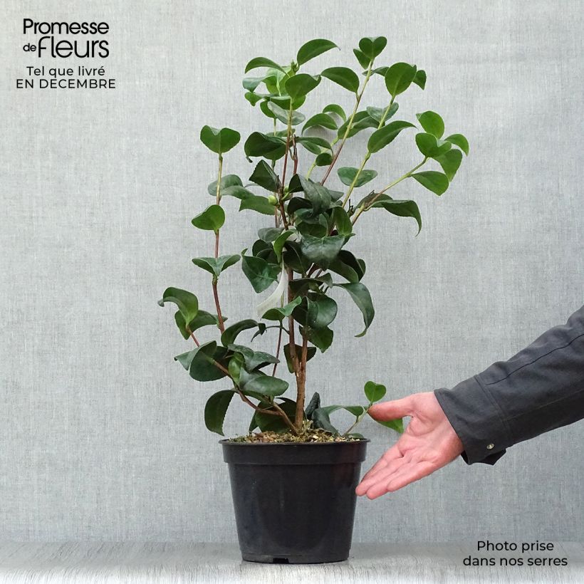 Amostra de Camélia Nobilissima - Camellia japonica  Vaso de 4 L/5 L tal como entregue no inverno