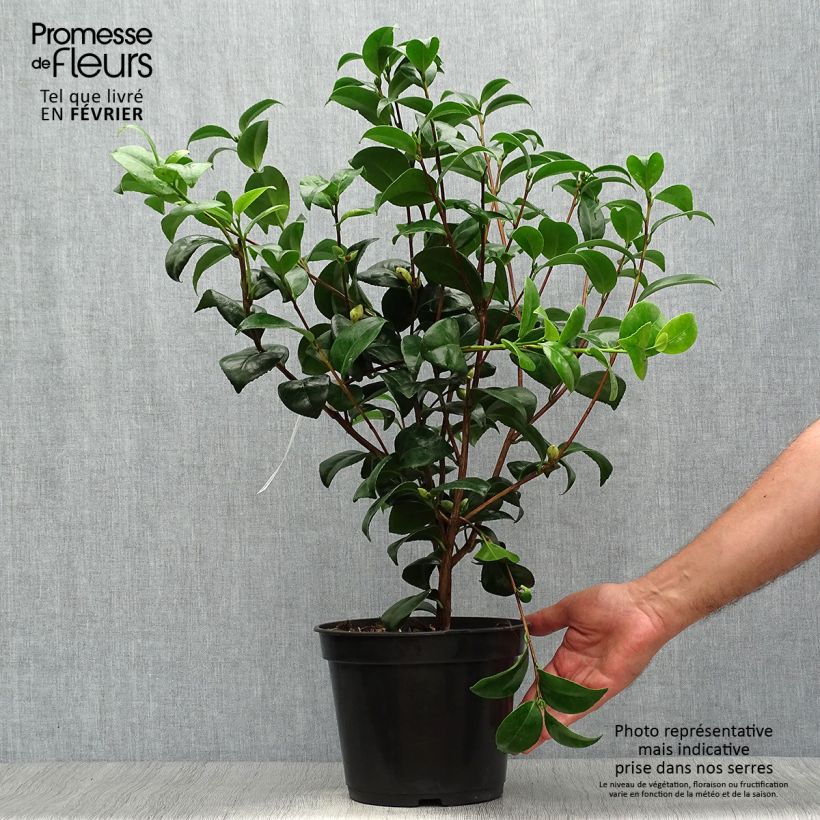 Amostra de Camélia japonica Nobilissima Vaso de 4 L/5 L tal como entregue no outono