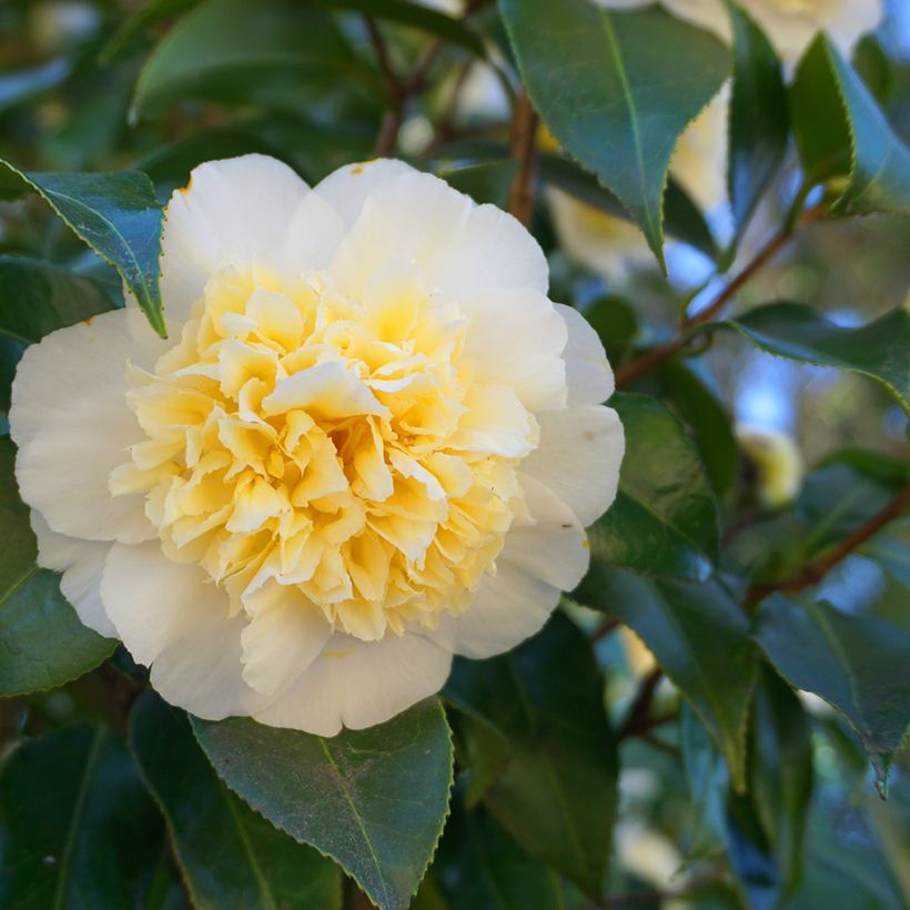 Camélia japonica Nobilissima (Floração)