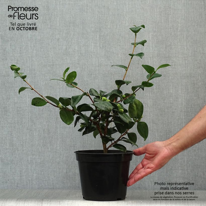 Amostra de Camélia japonica de Higo Okan Vaso de 4 L/5 L tal como entregue no outono